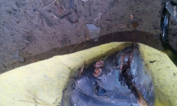 Редкую бразильскую рыбу выловили в озере под Красноярском.По словам мужчины, это произошло во ... - 2