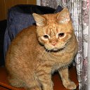 ���� �������, ����, 61 ��� - ��������� 6 ��� 2016 � ������ ���� ����������