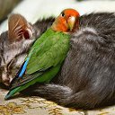 ���� �����, �����-���������, 61 ��� - ��������� 22 ��� 2016 � ������ ���� ����������