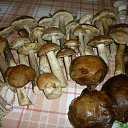 ������ 2016 �. �� ������� �������