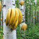 ���� �������, �����������, 37 ��� - ��������� 10 ������� 2016 � ������ ������ ��������