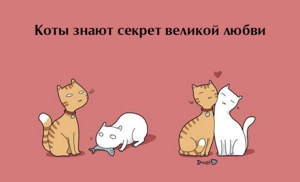Десять плюсов жизни с котом - 2