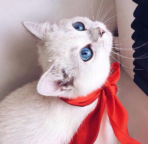 Кот с бантиком на шее мем