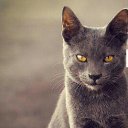 ���� �������, ������, 51 ��� - ��������� 3 ������� 2016 � ������ ���� ����������