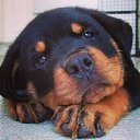 ���� �����, ����������, 62 ���� - ��������� 15 ���� 2016 � ������ ���� ����������