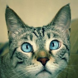 ���� �����, ������, 36 ��� - ��������� 19 ������ 2016