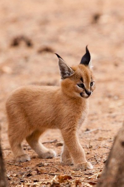  (Caracal caracal),       .    ...