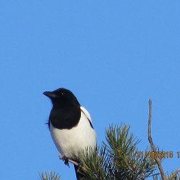 ���� ������, �����������, 43 ���� - ��������� 24 ����� 2016