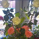 ���� �����, �����-���������, 77 ��� - ��������� 17 ���� 2016 � ������ ���� ����