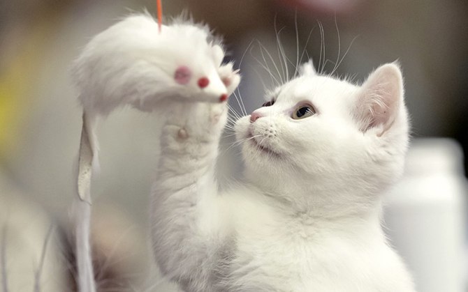 В мире животных - 19 апреля 2016 в 08:09