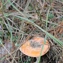 ���� ������, ���������, 42 ���� - ��������� 24 ����� 2016 � ������ ��������� ���