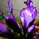 ���� �������, �����-��������� - ��������� 28 ����� 2016 � ������ ��������