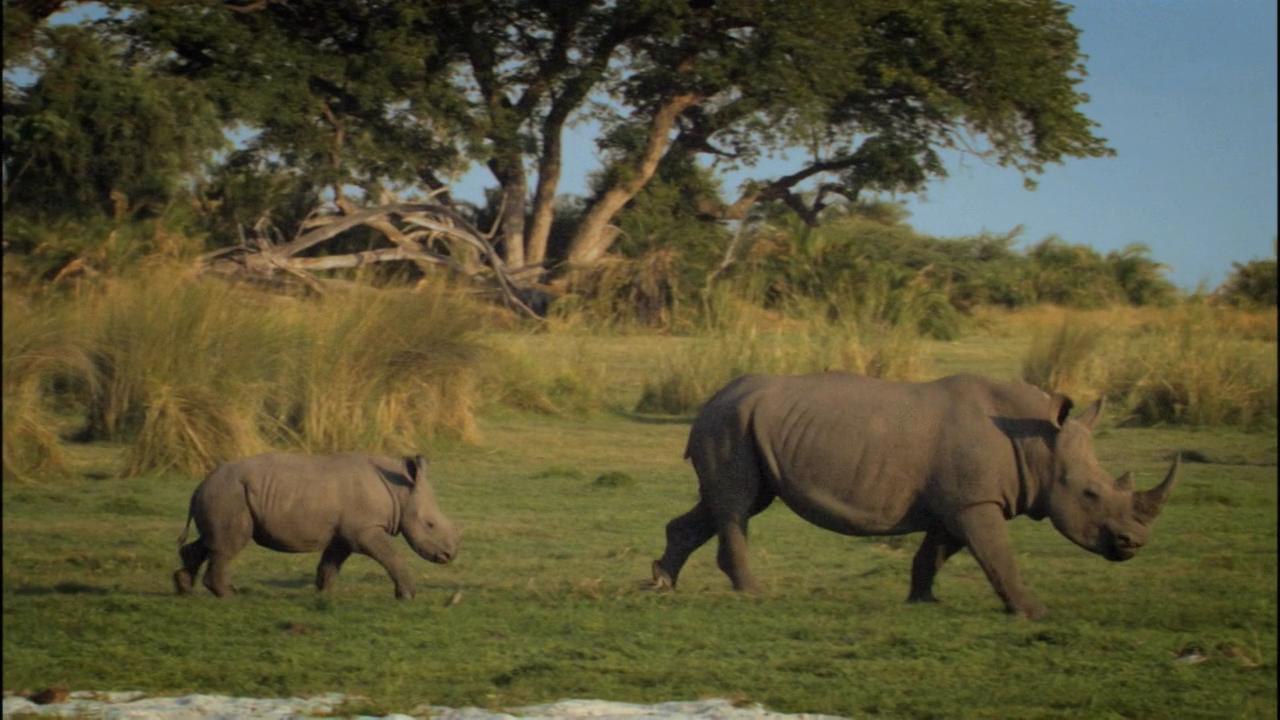  .(Rhino Rescue)   ,   ,     ... - 2