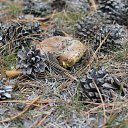 ���� ������, ���������, 42 ���� - ��������� 24 ����� 2016 � ������ ��������� ���