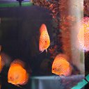 ���� ������, ���, 66 ��� - ��������� 28 ���� 2016 � ������ ���� ����������