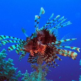 ���� ����, �����������, 51 ��� - ��������� 13 ���� 2016