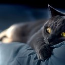 ���� �����, ������, 41 ��� - ��������� 17 ����� 2016 � ������ ������ ��������