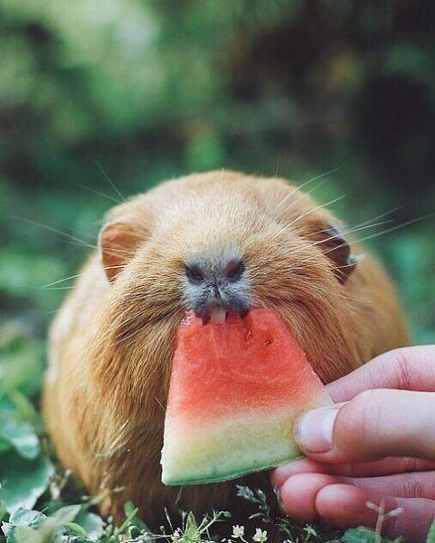 ��� �� ������� �������� - 5