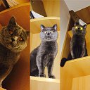 ���� Canpod, ������, 40 ��� - ��������� 25 ����� 2016 � ������ ������ ��������