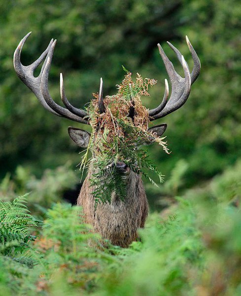     Comedy Wildlife Photography Awards 2016 - 10