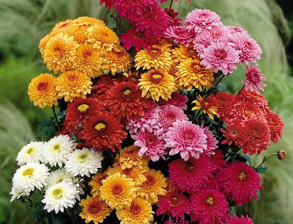 ДЛЯ ПОДНЯТИЯ НАСТРОЕНИЯ !