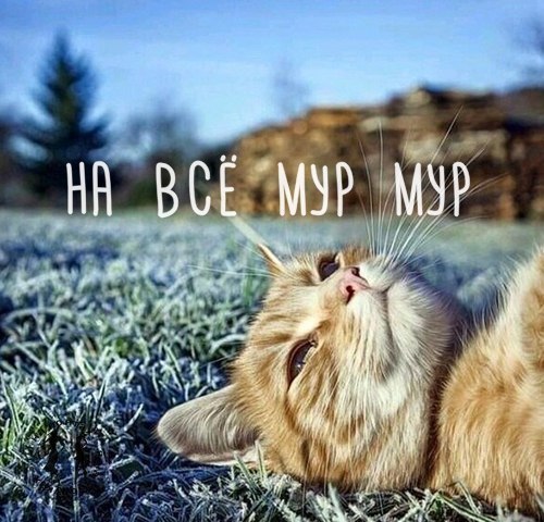 И живёт в голове женщины зверь странный. И заставляет он её творить дела чудные. И нету на того ...