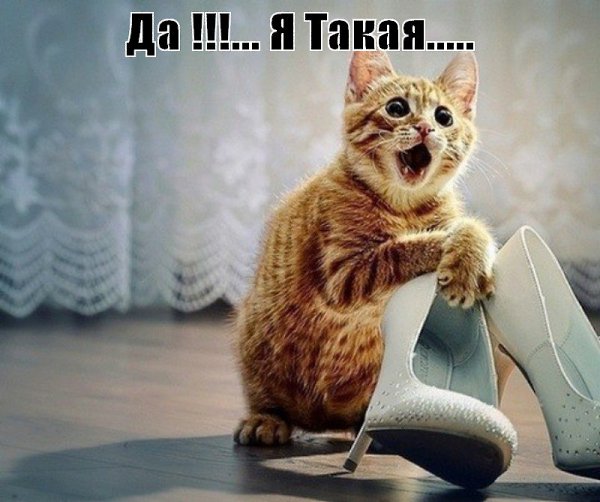 Мамма миа, итальяно писуаро!!! — закричал кот, увидев новые итальянские туфли…