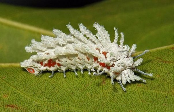 Attacus Atlas.   ,         ...