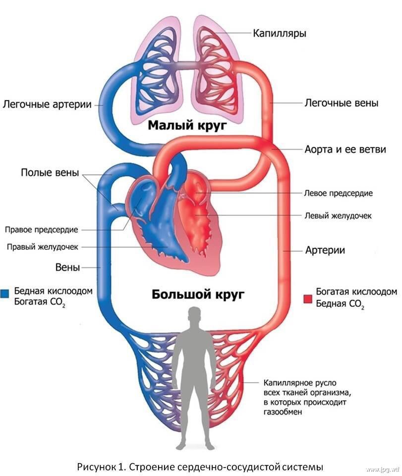 Легочная вена на рисунке