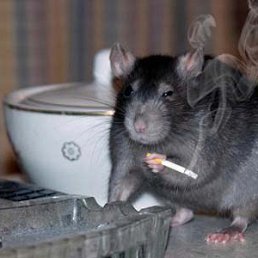 ���� �������, ��������� - ��������� 3 ������� 2017