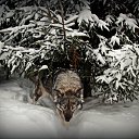 ���� ������, �����-���������, 53 ���� - ��������� 29 ����� 2017 � ������ ���� ����������