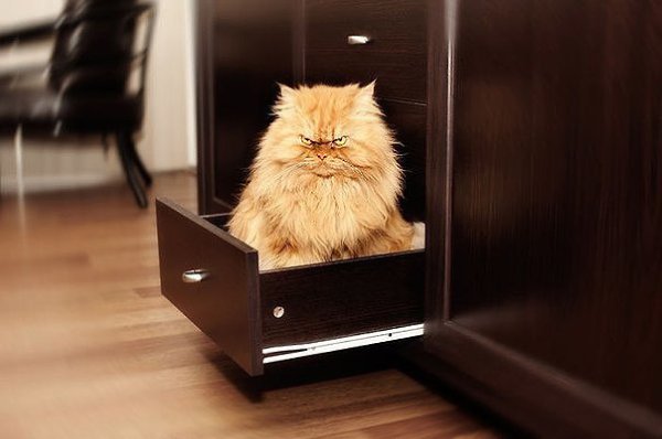 Гарфи, самый сердитый кот в мире.Если Grumpy Cat — сердитый кот, то персидский кот Гарфи, скорее, ... - 2