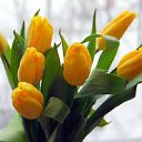 ���� �����, ���������, 55 ��� - ��������� 1 ����� 2017 � ������ ������ ��������