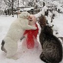 ���� �������, ����������� - ��������� 22 ������� 2016 � ������ �well�