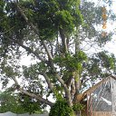    -  ,  -  6  2016    2014.  11.  lawana ( )