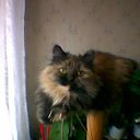 ���� ����, �������������, 58 ��� - ��������� 4 ������ 2017 � ������ ���� ����������