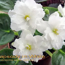 �����, ���