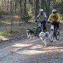 ���� Bear, �������, 48 ��� - ��������� 7 ������� 2016 � ������ ���������� ���� 2016�