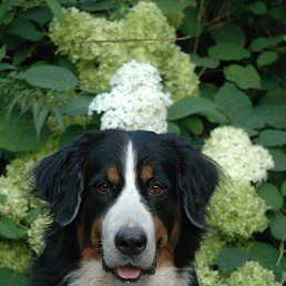 ������ �������, ������