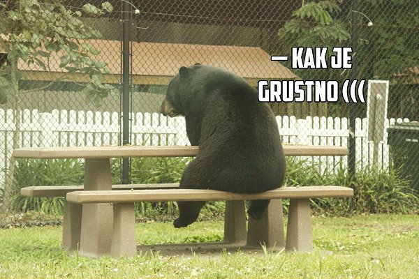 В Томской области медведь пытался покататься на качелях, но не поместился.
