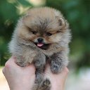 ���� �����, �����������, 58 ��� - ��������� 25 ������ 2016 � ������ ���� ����������