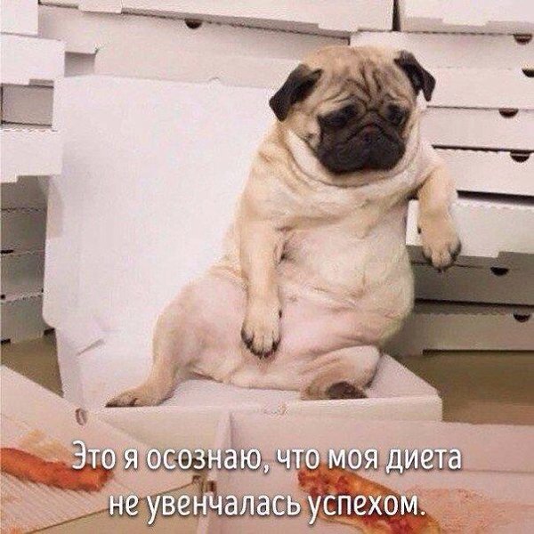 Животные, которые ведут себя совсем как я....)))