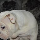 ����� �� ������� ���� ��������