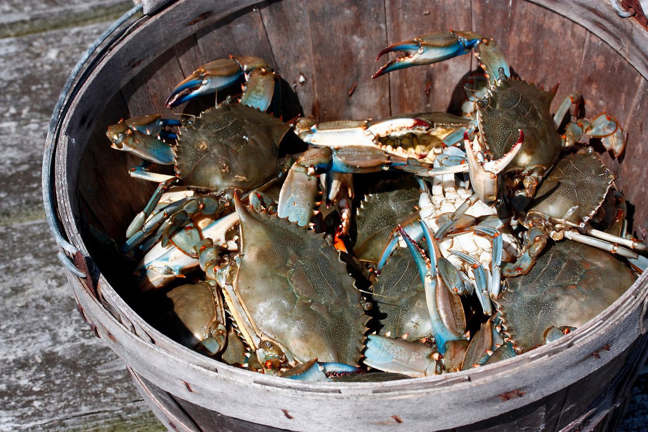Есть такая чудесная штука, называется crab bucket theory — «теория ведра с крабами». Если вкратце, ...