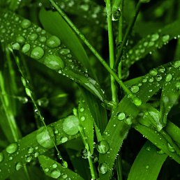 �����, ������, 45 ���