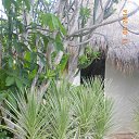    -  ,  -  6  2016    2014.  11.  lawana ( )