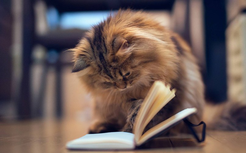 10 КНИГ, КОТОРЫЕ УСТРОЯТ МОЗГУ ПЕРЕЗАГРУЗКУ.Представленные книги держат в напряжении не просто до ...