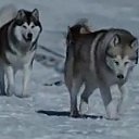 ���� ����, ����������, 48 ��� - ��������� 31 ����� 2017 � ������ ���� ����������