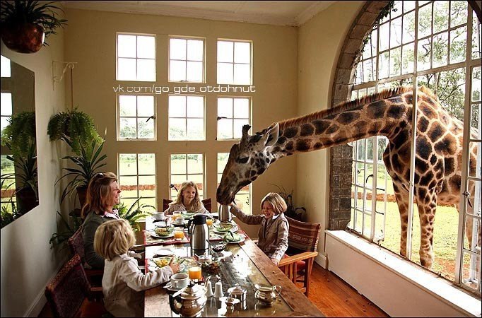     -      - Giraffe Manor.   ... - 4