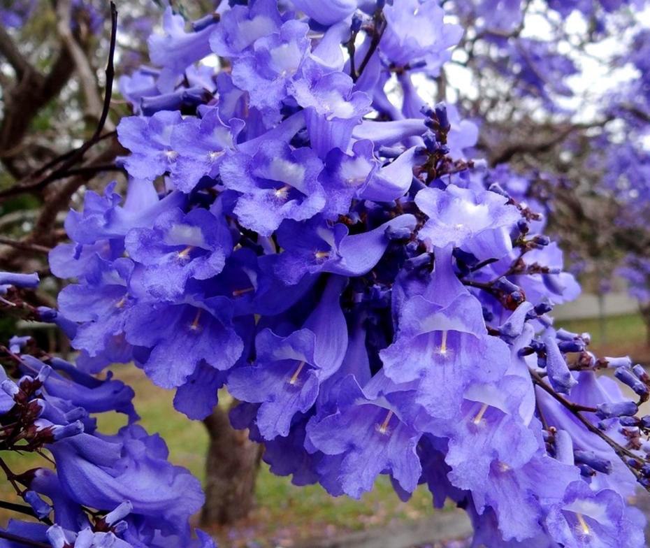   . (Jacaranda mimosifolia) ,     , ... - 3